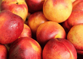 Chilean Stone Fruit Exports 2024/25: A Record-Breaking Season Ahead