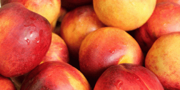 Chilean Stone Fruit Exports 2024/25: A Record-Breaking Season Ahead