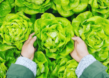 Market Trends in Leafy Greens: Prices Show a Downward Shift Amid Seasonal Changes