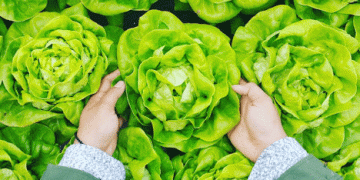 Market Trends in Leafy Greens: Prices Show a Downward Shift Amid Seasonal Changes