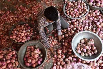 Onion Exports Resume Amid Price Surge: What It Means for Farmers and the Market