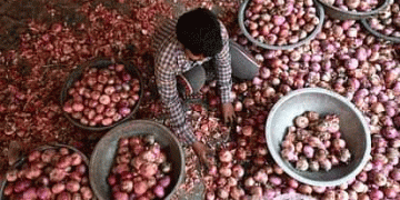 Onion Exports Resume Amid Price Surge: What It Means for Farmers and the Market