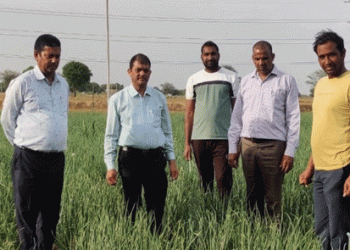 Pusa Riddhi Onion Variety: Boosting Yields and Farmer Incomes under the TSP Scheme