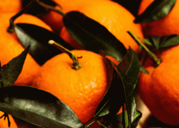 Rising Demand for Italian Clementines: Market Insights and Challenges