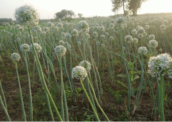Bangladesh’s Onion Seed Crisis: 16,000 Farmers Receive Fresh Seeds Amid Controversy