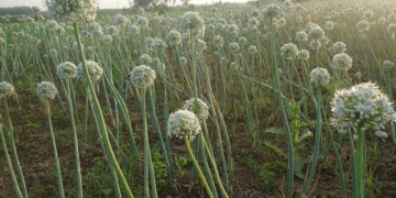 Bangladesh’s Onion Seed Crisis: 16,000 Farmers Receive Fresh Seeds Amid Controversy