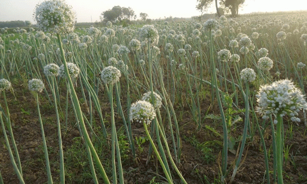 Bangladesh’s Onion Seed Crisis: 16,000 Farmers Receive Fresh Seeds Amid Controversy