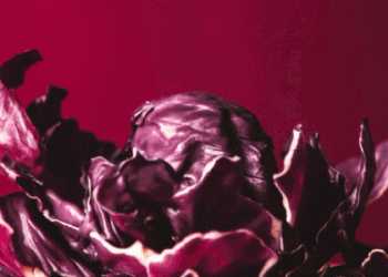 Red Cabbage Shines During Christmas Festivities