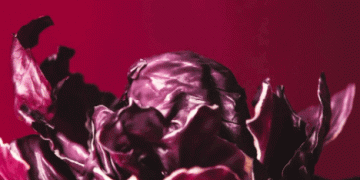 Red Cabbage Shines During Christmas Festivities