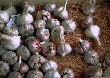 Dagestan Leads Garlic Production in Russia: A Growing Industry with Great Potential