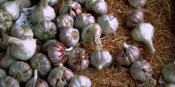 Dagestan Leads Garlic Production in Russia: A Growing Industry with Great Potential