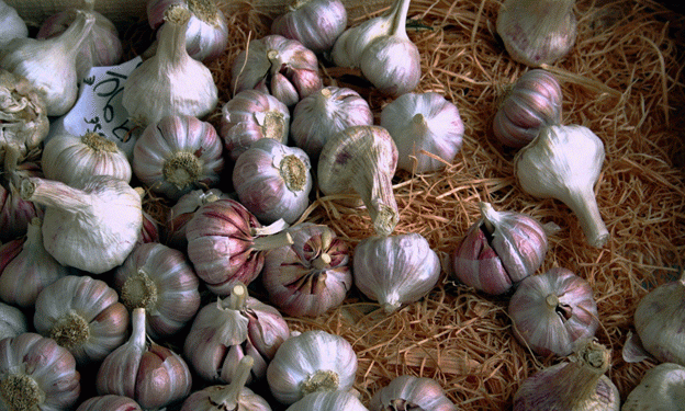 Dagestan Leads Garlic Production in Russia: A Growing Industry with Great Potential