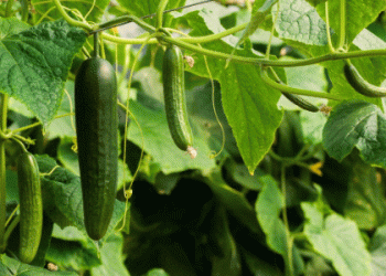 Spain’s Cucumber Prices in November: A 226% Increase from Farm to Consumer