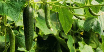 Spain’s Cucumber Prices in November: A 226% Increase from Farm to Consumer