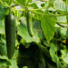 Spain’s Cucumber Prices in November: A 226% Increase from Farm to Consumer