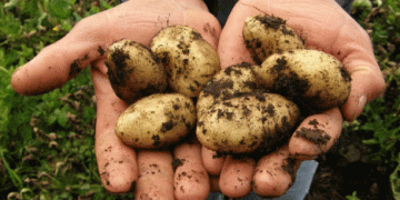 Building Climate-Resilient Potatoes: The Future of Food Security in a Warming World