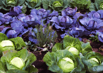 Austria’s Vegetable Harvest 2024: Growth Amid Weather Challenges