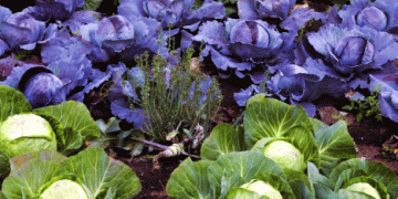 Austria’s Vegetable Harvest 2024: Growth Amid Weather Challenges