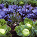 Austria’s Vegetable Harvest 2024: Growth Amid Weather Challenges