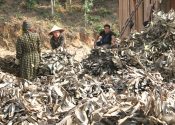 Unlocking the Wealth of Cinnamon: Bắc Hà Farmers Earn Nearly 257 Billion VND in 2024