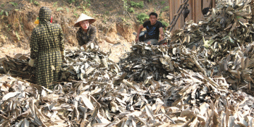 Unlocking the Wealth of Cinnamon: Bắc Hà Farmers Earn Nearly 257 Billion VND in 2024