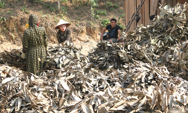 Unlocking the Wealth of Cinnamon: Bắc Hà Farmers Earn Nearly 257 Billion VND in 2024