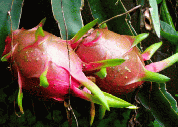 Peru’s Agricultural Exports Reach Record High: Pitahayas and Berries Poised for Growth