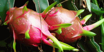 Peru’s Agricultural Exports Reach Record High: Pitahayas and Berries Poised for Growth