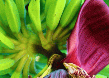 Ecuador’s Banana Industry Faces Decline: Challenges and Opportunities Ahead