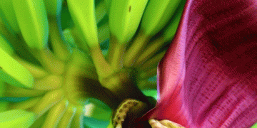 Ecuador’s Banana Industry Faces Decline: Challenges and Opportunities Ahead