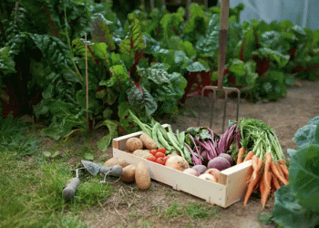 Embracing Sustainable and Edible Landscapes: A Guide for Farmers, Agronomists, and Garden Enthusiasts in West Texas