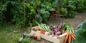 Embracing Sustainable and Edible Landscapes: A Guide for Farmers, Agronomists, and Garden Enthusiasts in West Texas