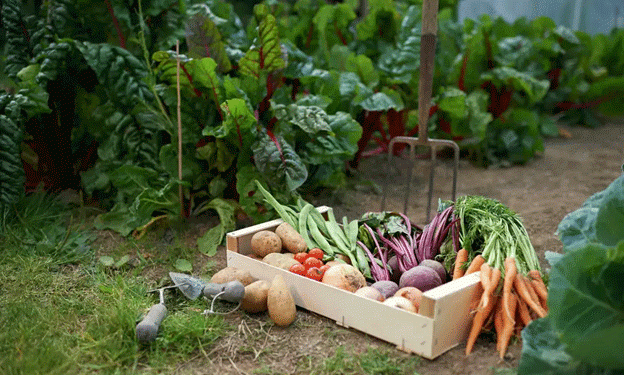 Embracing Sustainable and Edible Landscapes: A Guide for Farmers, Agronomists, and Garden Enthusiasts in West Texas