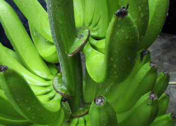 Ecuador Becomes World’s Leading Banana Exporter: How It Outperformed the CompetitionDescription: