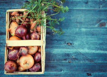 Austria’s 2024 Vegetable Harvest: Stable Carrots and Challenged Onions