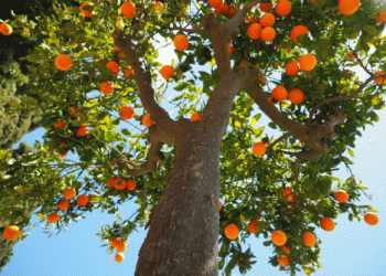 Updated Forecast for the 2024/25 Brazilian Orange Harvest: Increased Production Driven by Favorable Weather and Pest Management