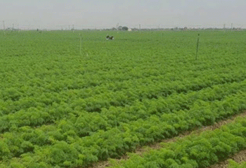 Delayed Harvest, Steady Output: The Resilience of Đức Chính Carrot Farmers in Hải Dương
