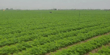 Delayed Harvest, Steady Output: The Resilience of Đức Chính Carrot Farmers in Hải Dương