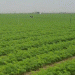 Delayed Harvest, Steady Output: The Resilience of Đức Chính Carrot Farmers in Hải Dương