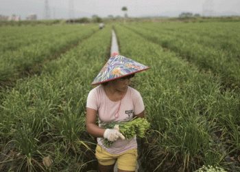 The Sanctions Menu: Chinese Garlic, Tomato Paste, and Chilli Peppers Face Growing Scrutiny