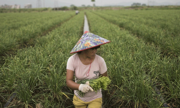 The Sanctions Menu: Chinese Garlic, Tomato Paste, and Chilli Peppers Face Growing Scrutiny