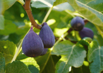 Peru’s Fig Exports Surge in November 2024: Doubling the Volume from the Previous Year