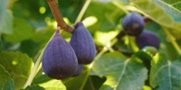 Peru’s Fig Exports Surge in November 2024: Doubling the Volume from the Previous Year