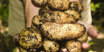 Belarus Imposes Potato Export Ban, Intensifying Challenges for Russia’s Supply Chain