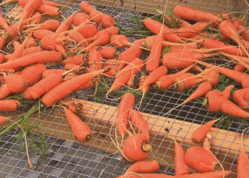 The Carrot Festival Phenomenon: How a Small Farm Event Became a Community Favorite