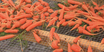The Carrot Festival Phenomenon: How a Small Farm Event Became a Community Favorite