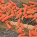 The Carrot Festival Phenomenon: How a Small Farm Event Became a Community Favorite