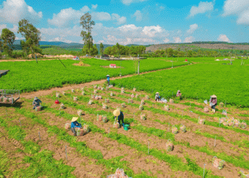 Turning Salt-Affected Coastal Lands into a Carrot Success Story: Lessons from Nghệ An Farmers