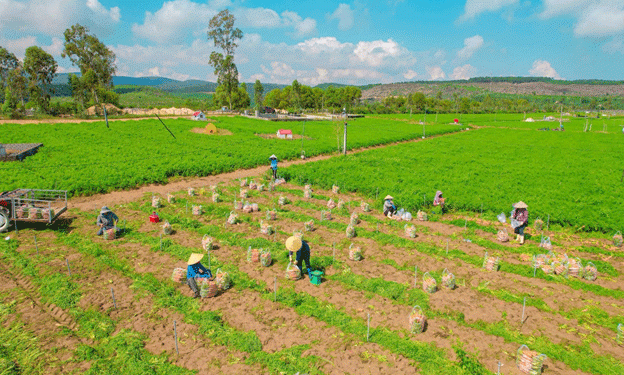Turning Salt-Affected Coastal Lands into a Carrot Success Story: Lessons from Nghệ An Farmers