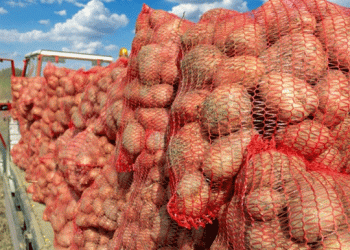 Seed Potato Production in Spain Faces Challenges as Weather and Demand Push Prices Higher for 2025